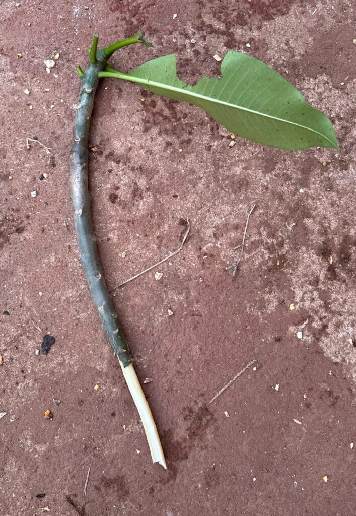 Goats, man…. 😡🤬😭😭