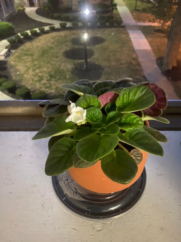 My African Violet is White, Is something wrong?