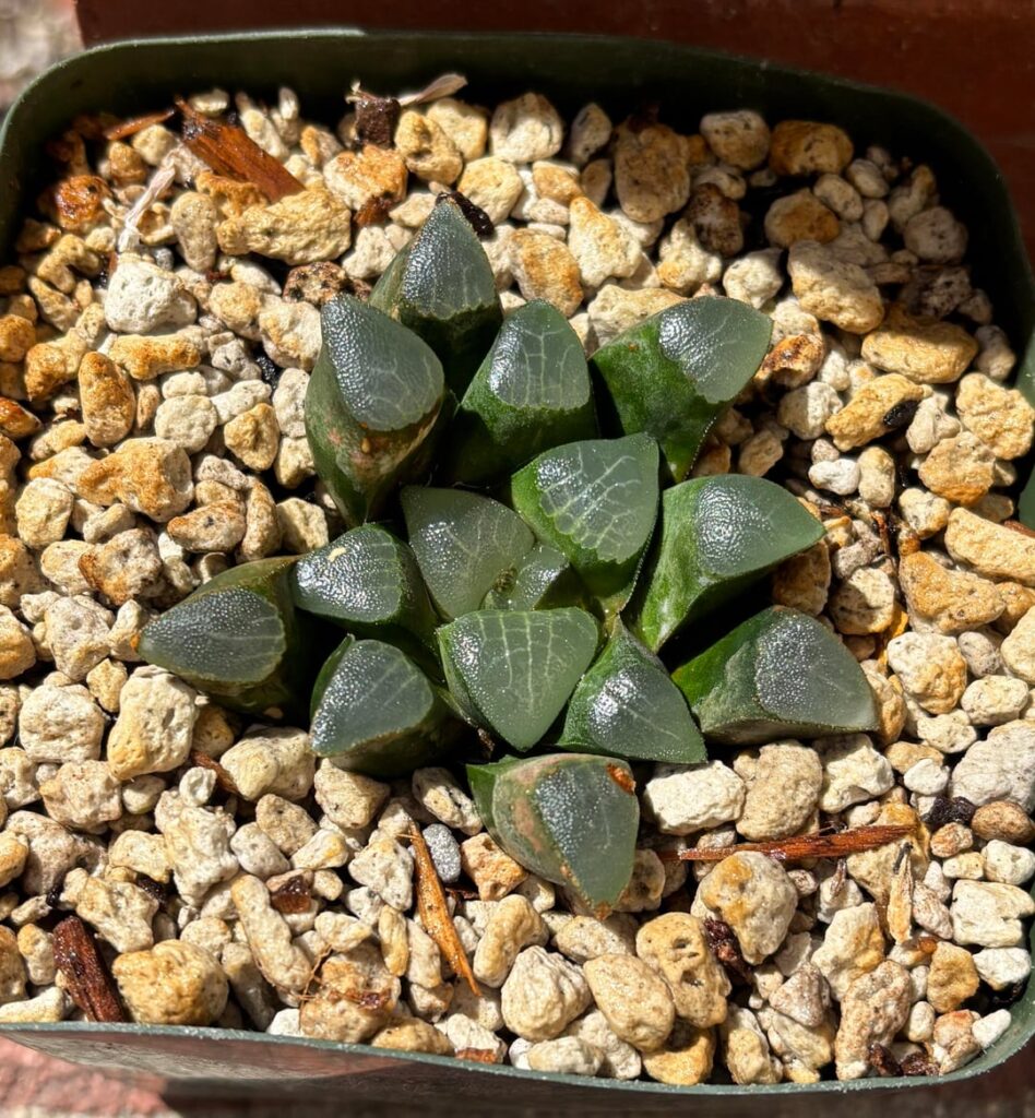 No data bayeri today vs one year ago