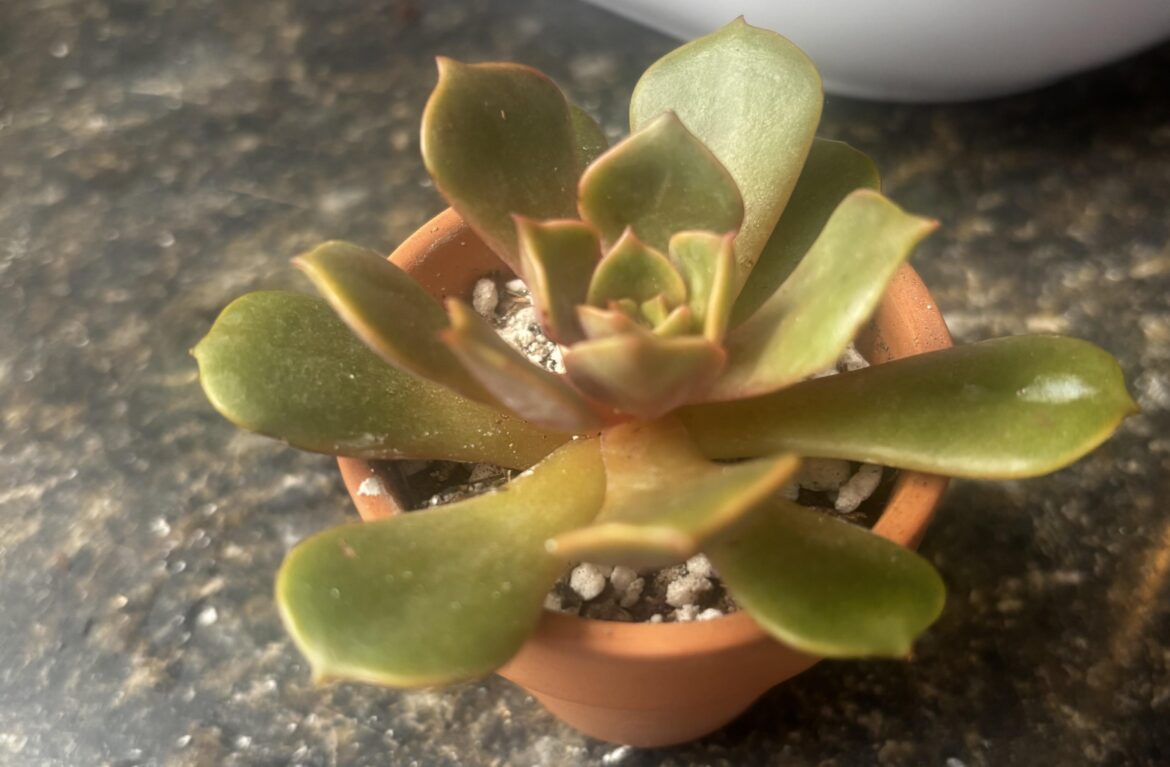 Help ID’ing this guy.