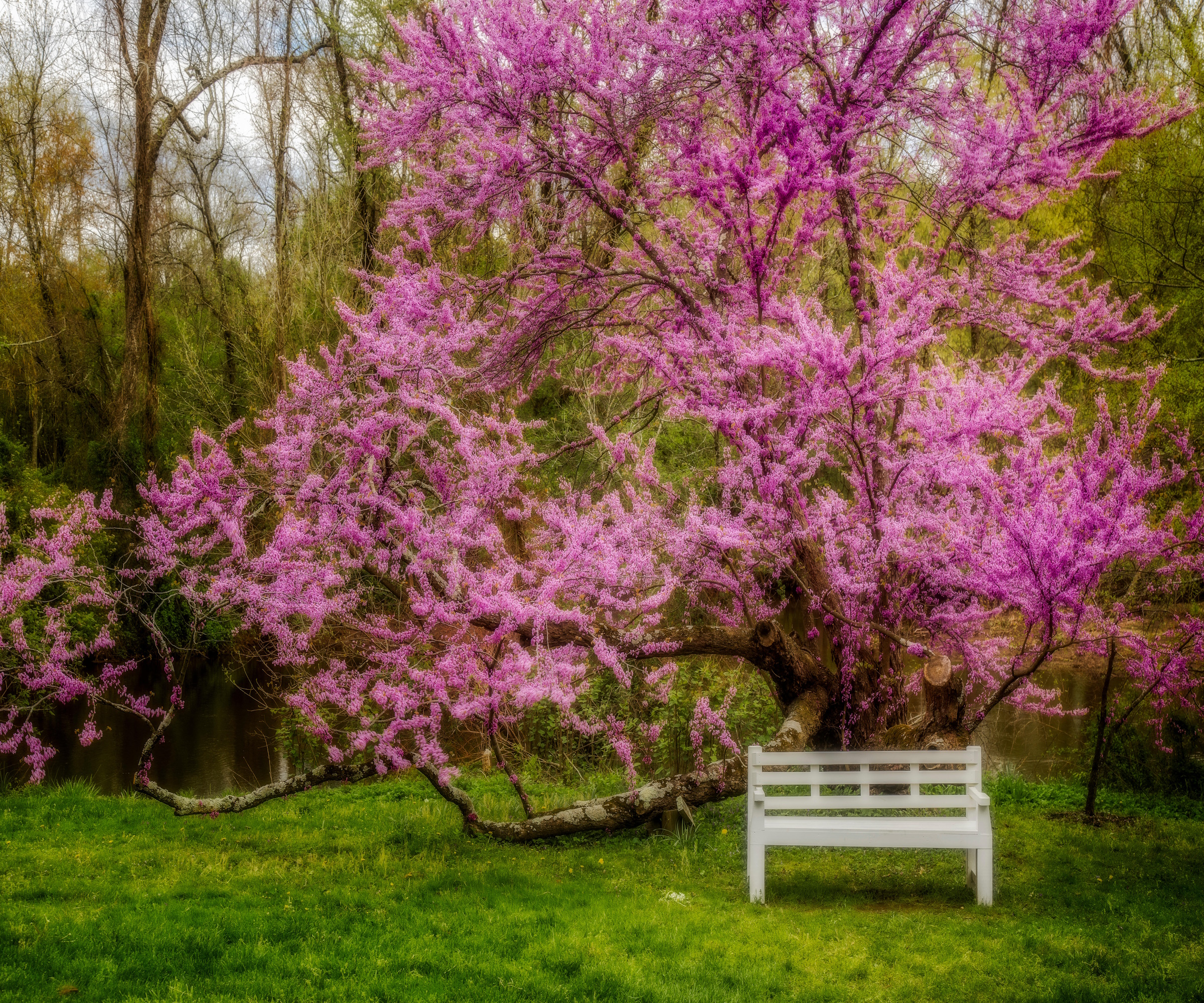 Redbud tree blossom