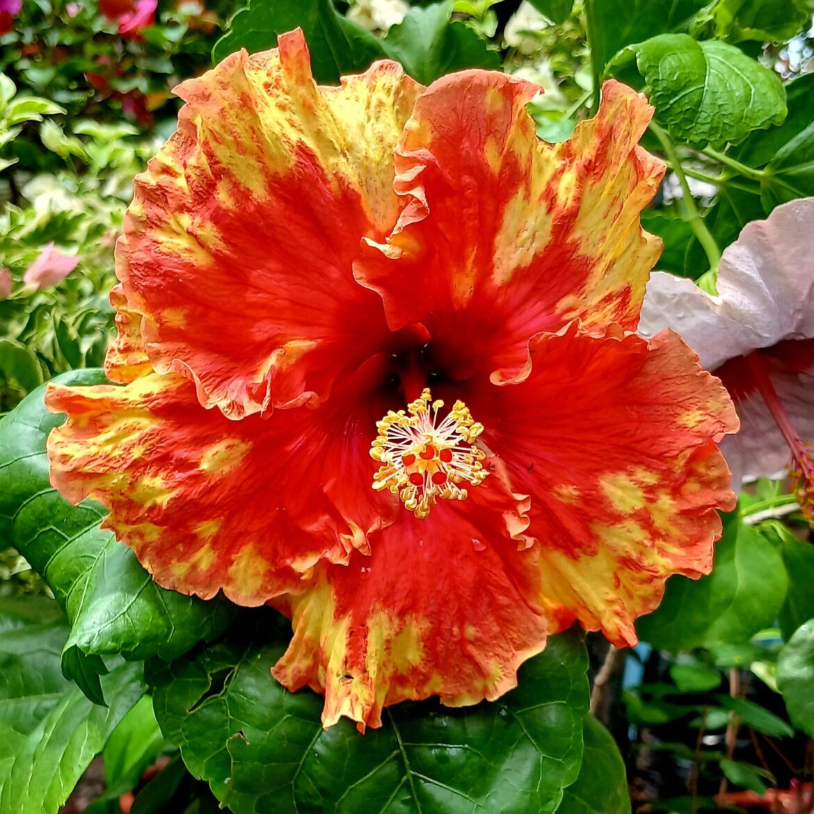 [OC] Hibiscus