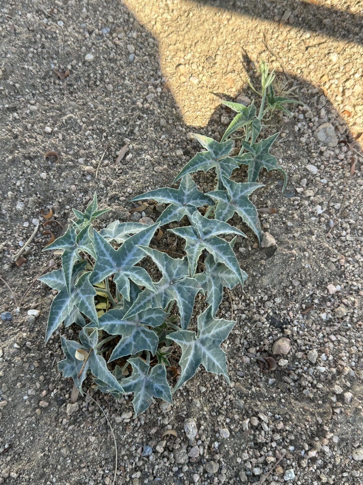 Just started growing in my yard. What is it?