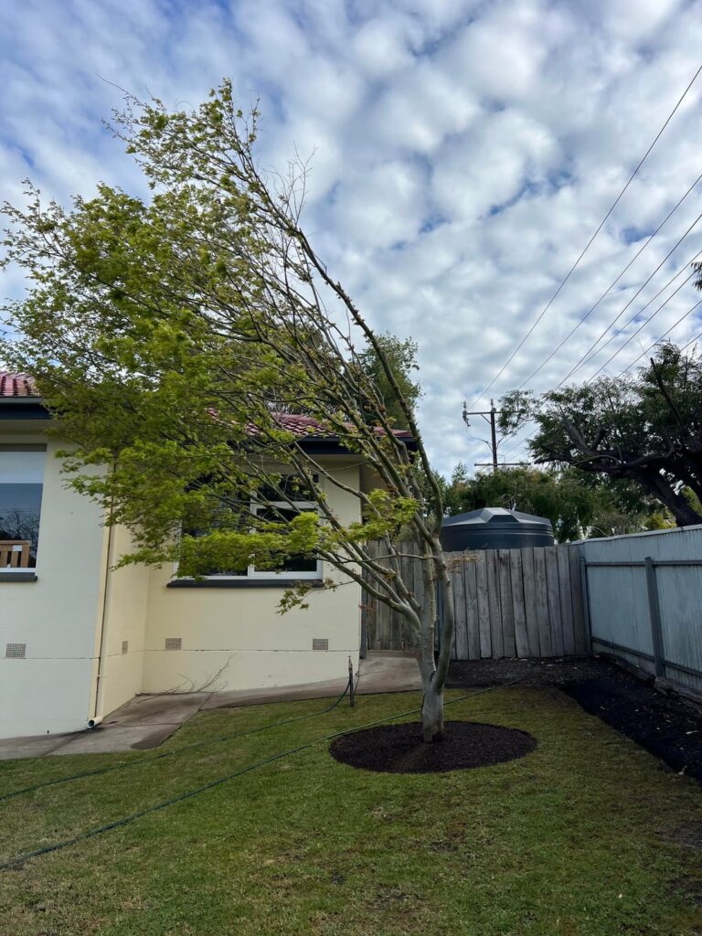 Pruning lopsided Japanese maple