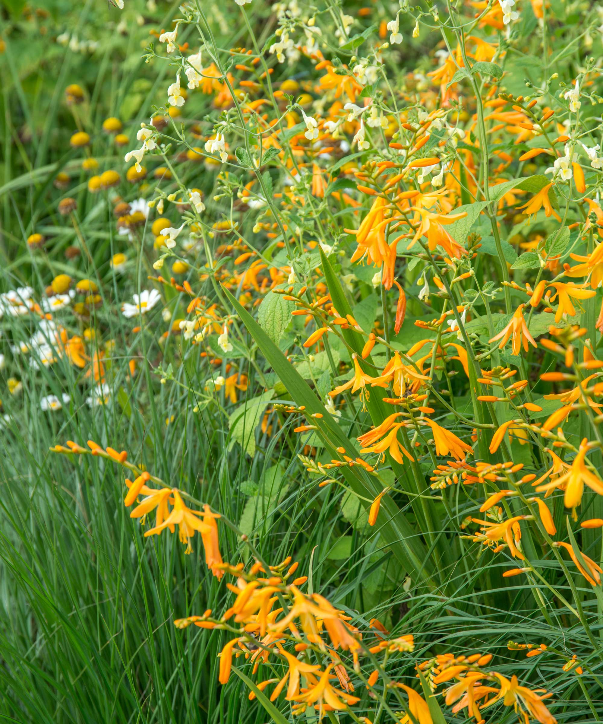 crocosmia