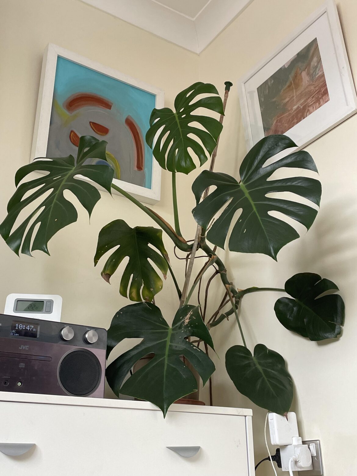 My Monstera 🌿