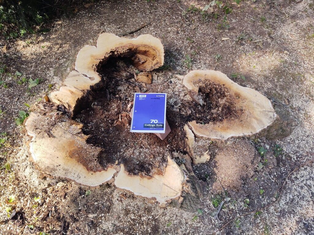 Outcome of XXL boxelder