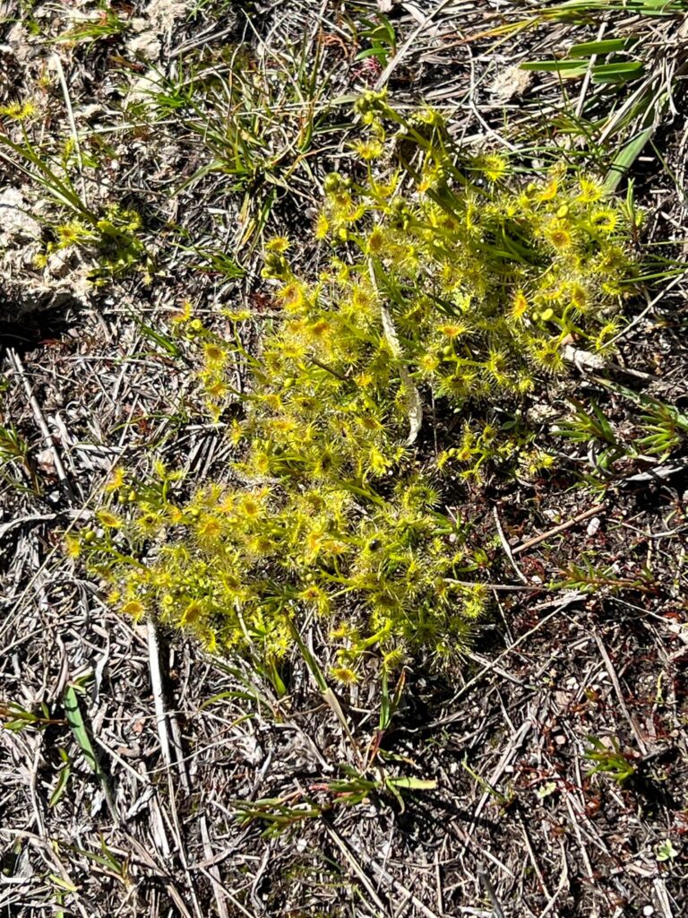 More Wild Sundews
