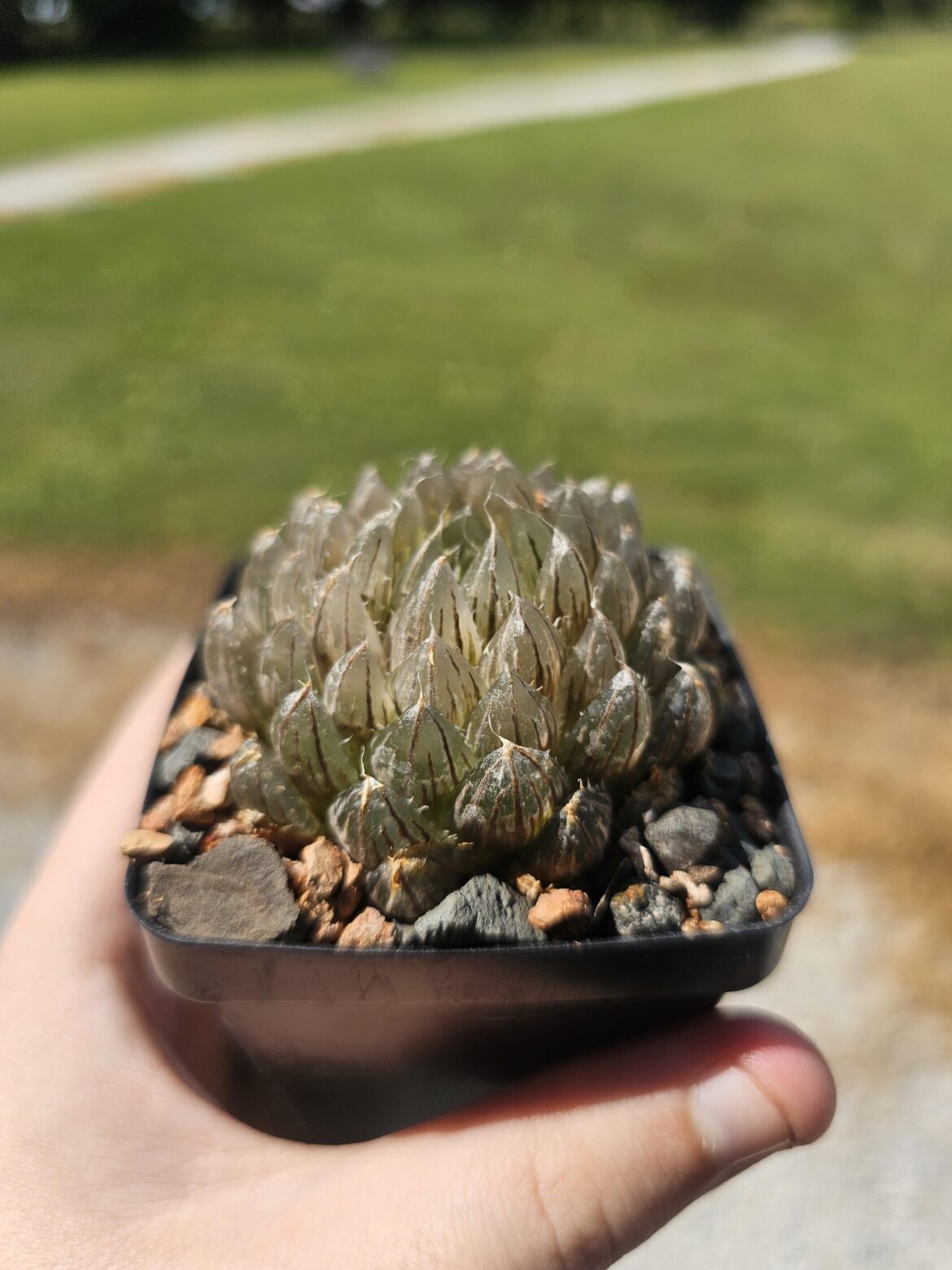 Haworthia LED mutant variegated