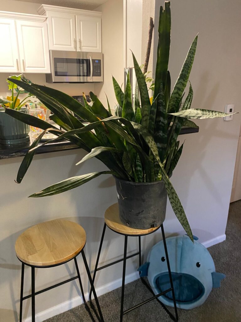 Found this big boy on FB marketplace… swipe for repot results!