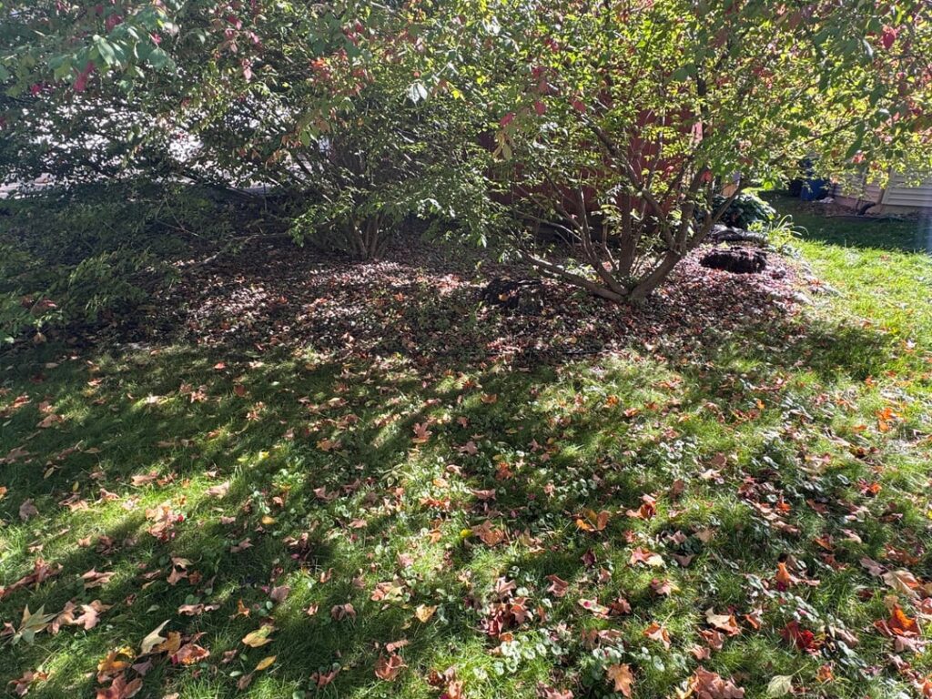 native sedge that will fill in this area? native sedge that will fill in this area?