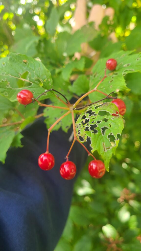 Berry id