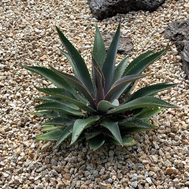Mangave 'Mission to Mars' (Manfreda species not recorded x Agave...