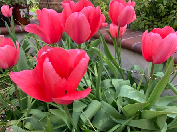 Triumph tulip hybrid (Tulipa 'Peer Gynt'). A member of the...