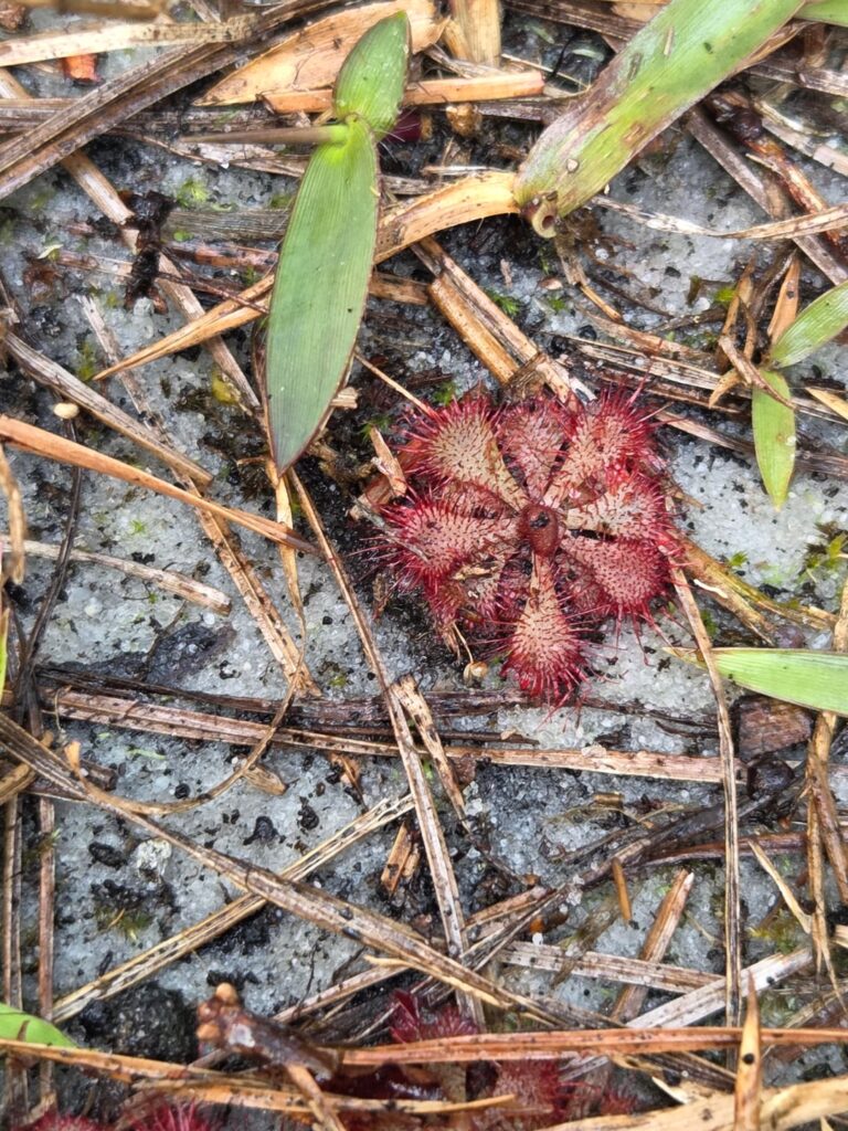 Sundews in there natural habitat