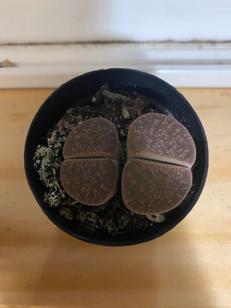 What should I do with my lithops? What should I do with my lithops?