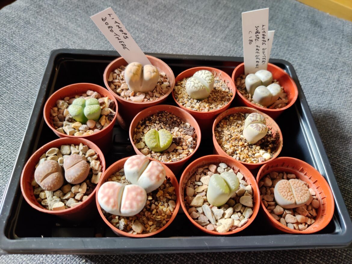Went to a cacti and succulent fair and got myself my first Lithops!