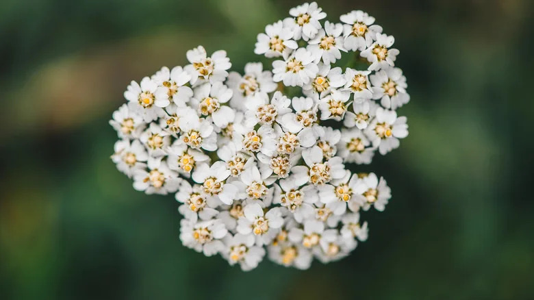 White common yarrow flowers in front of blurred background