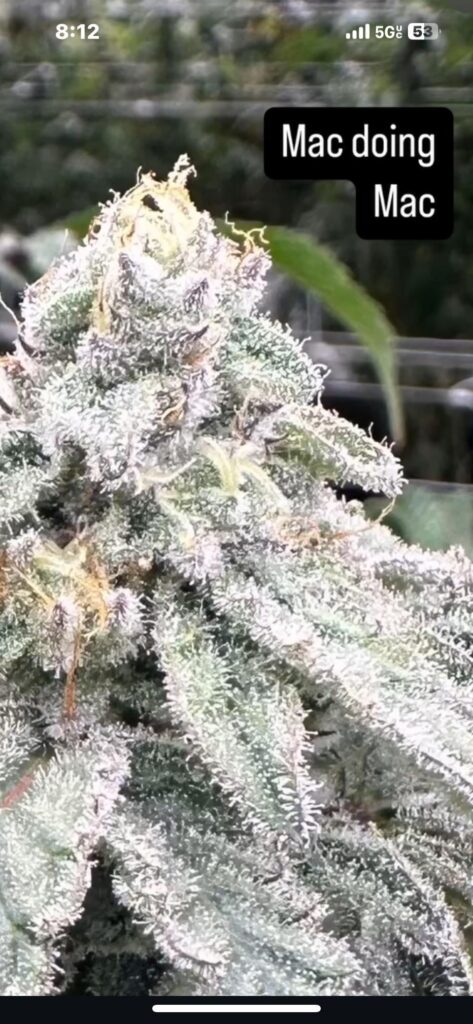 Miracle OG X Alien Cookies.. aka MAC 1.