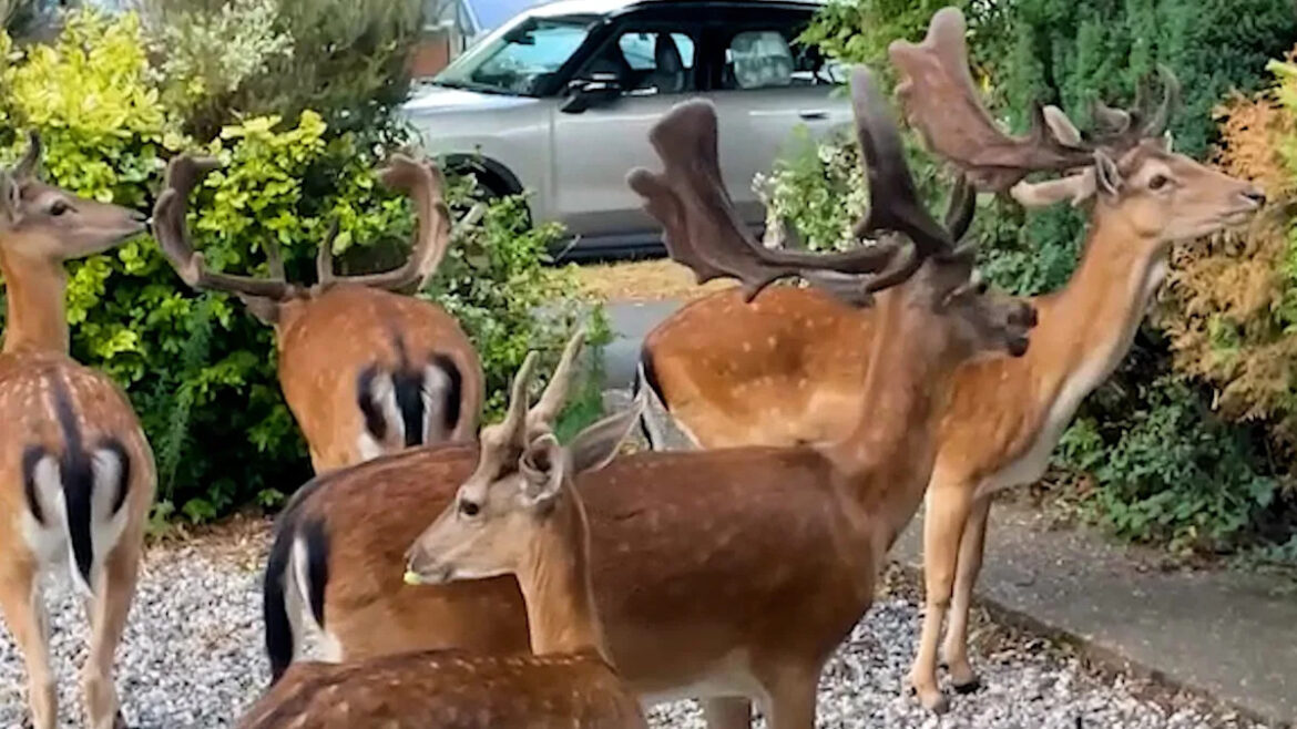 Herd of deer invade garden in scene straight out of a Disney film