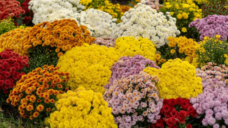 chrysanthemums