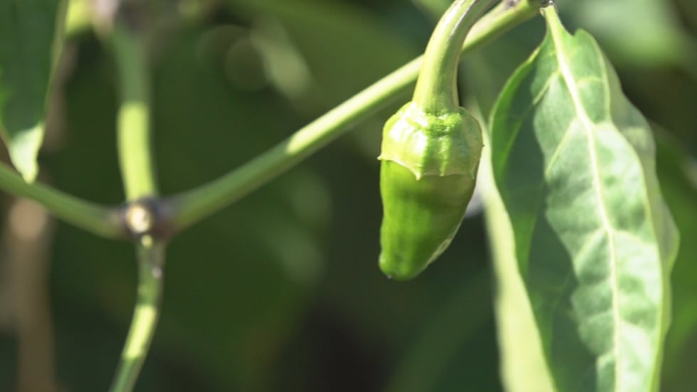 The gardens adds to the pantry's everyday goods by supplying fresh organic produce to those in...