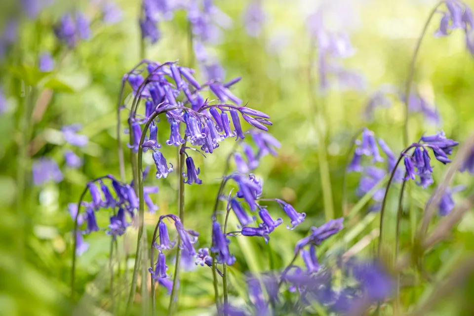a close up of a bluebells flower