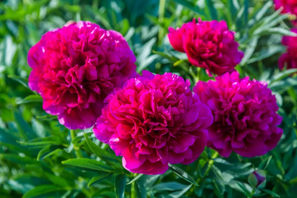 peony flowers in the garden