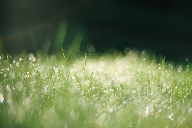 Wet grass