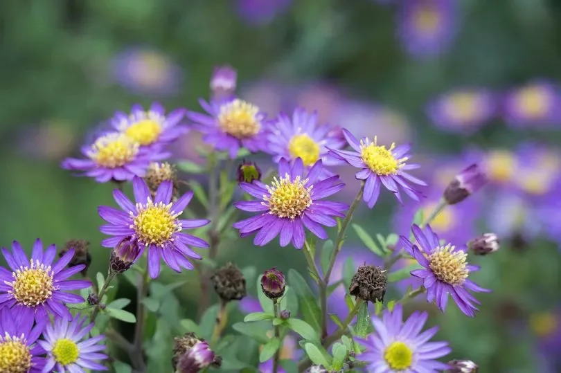 Purple Asters