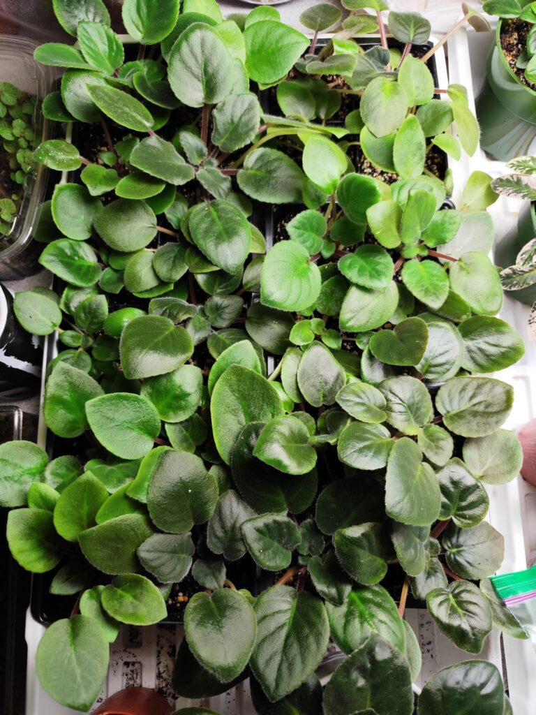 First buds on violet seedlings!!