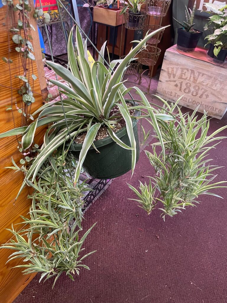 Think this is the most pregnant spider plant I've ever seen