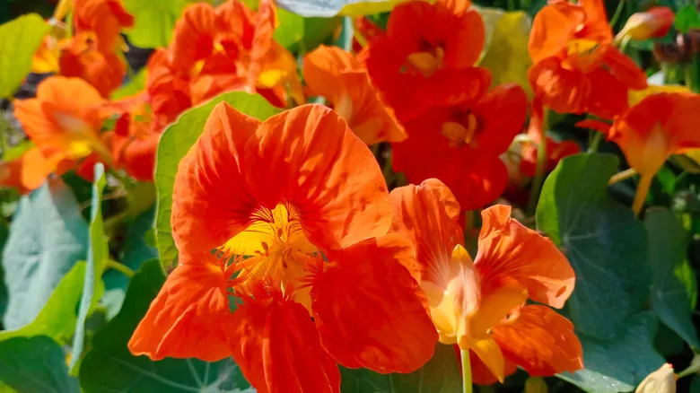Bright orange nasturium flowers