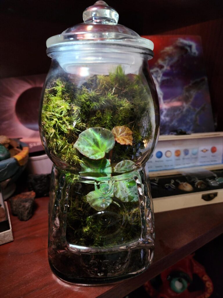 Photographic evidence before my mood moss dies 🤘