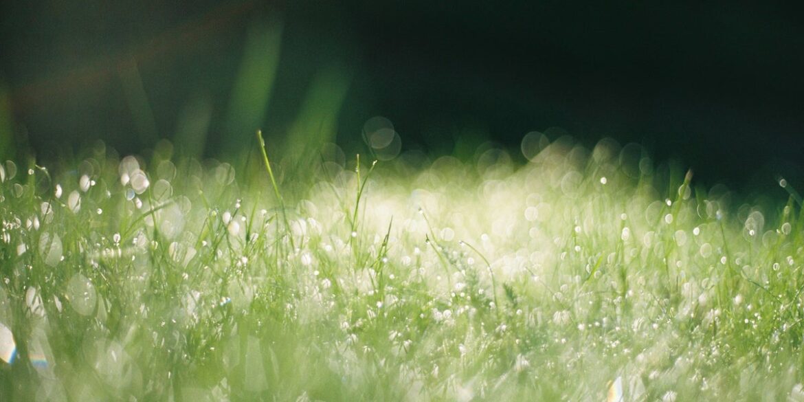 UK Gardeners Urged Not To Make 8 Mistakes In Heavy Rain