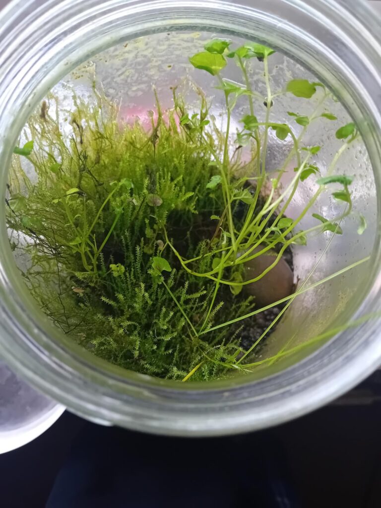 I've had this jar/bottle terrarium for nearly 4 years now. I want to throw them away but idk how because its self sustaining at this point.