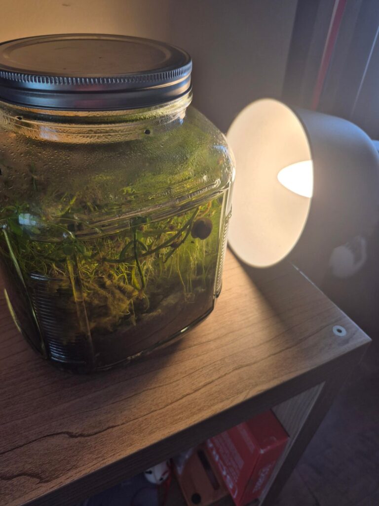 Is my snail dead part 2 Is my snail dead part 2