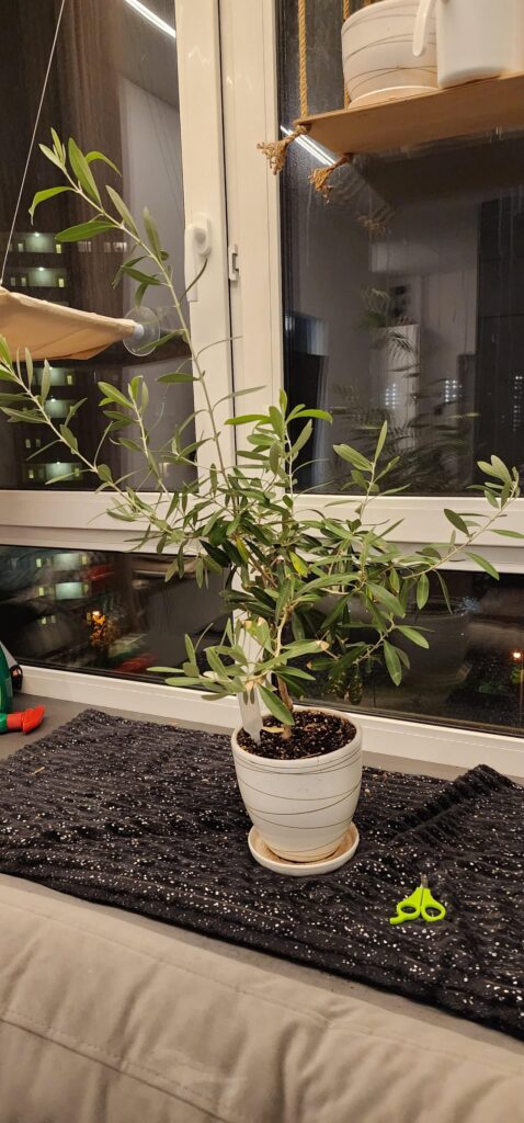Pruning olive tree