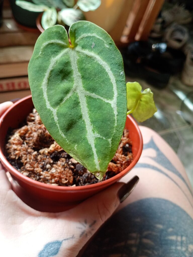 Help with My anthurium crystallinum!!