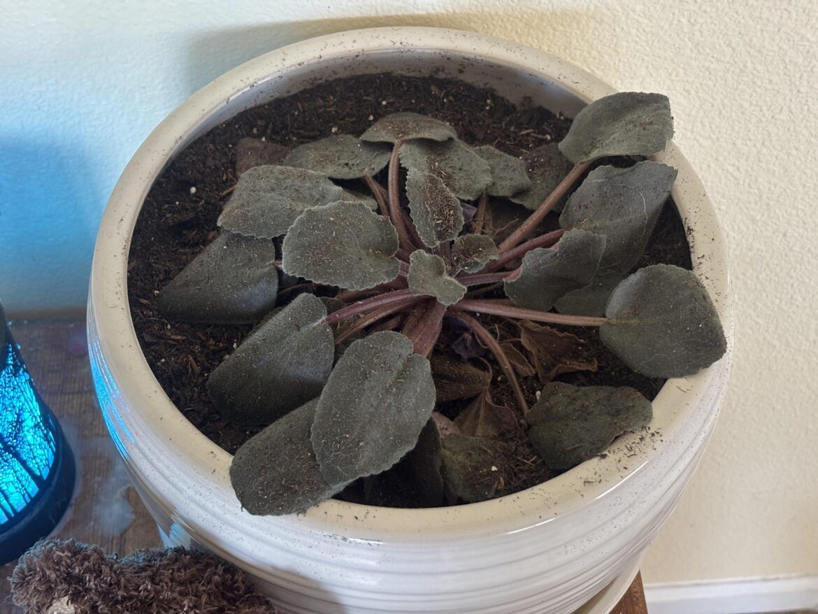 Any idea what’s going on with my Mom’s Violet?