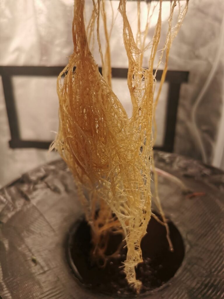 Root issues or normal?