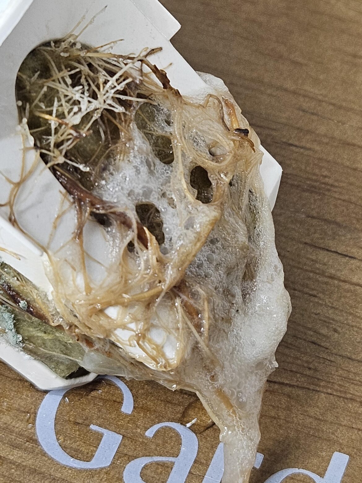 Bubbling mass on roots and root rot. Bubbling mass on roots and root rot.