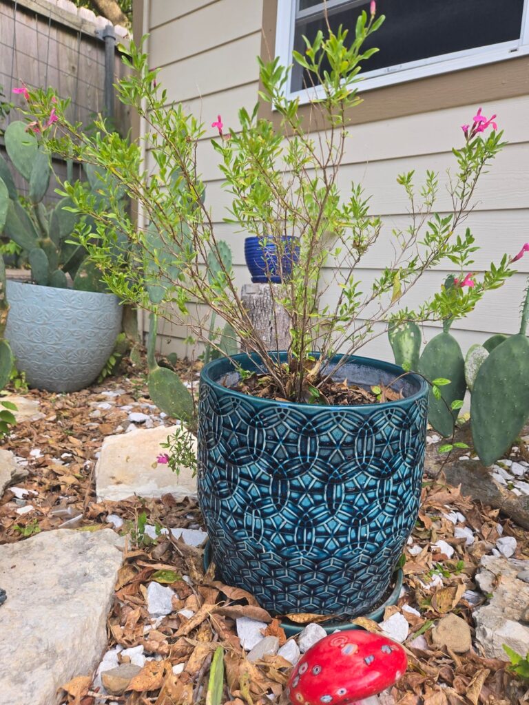 Autumn Sage Help
