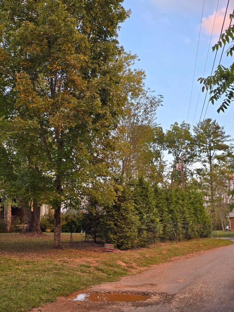 Are these thuja green giants doomed Are these thuja green giants doomed