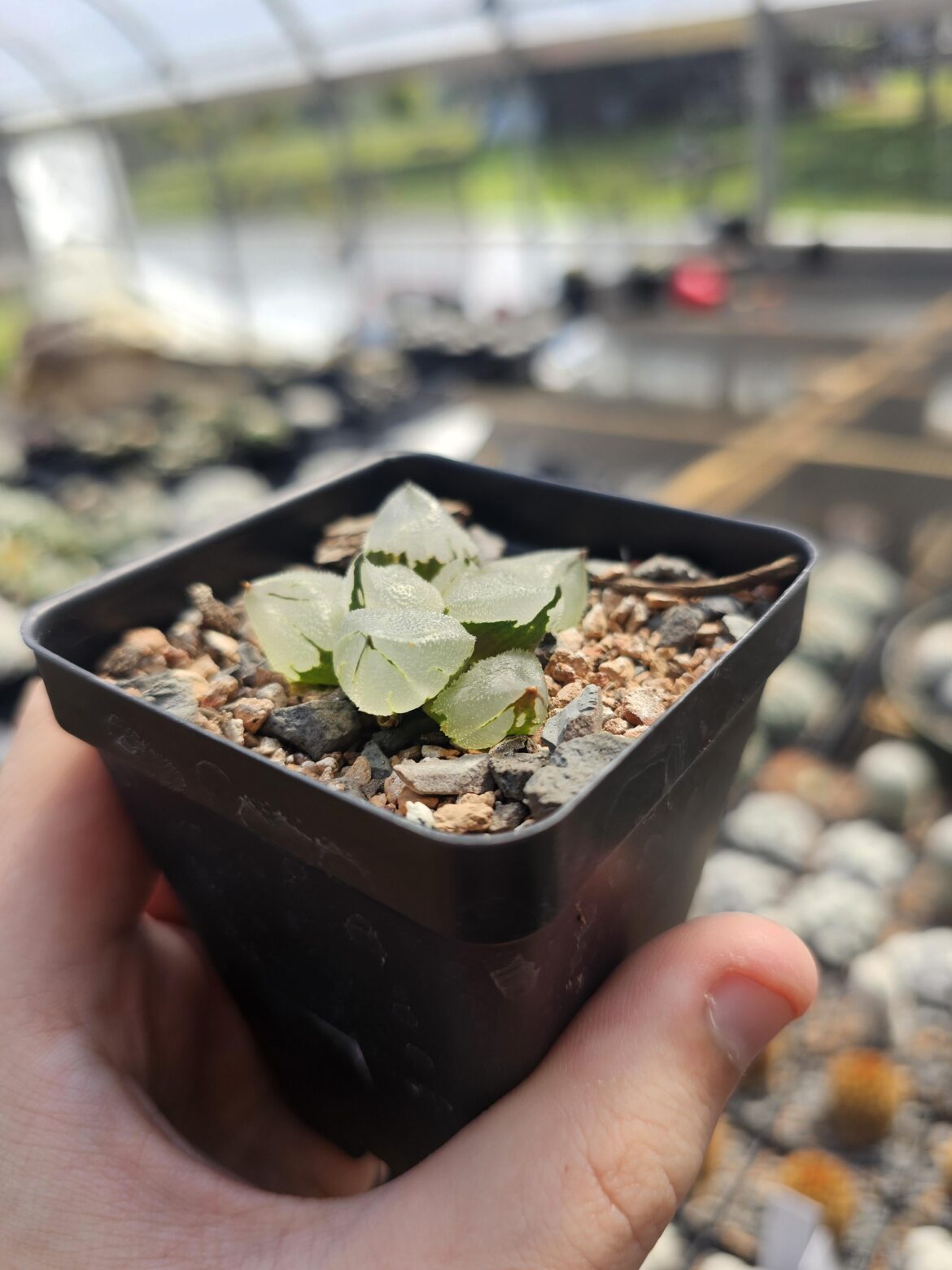 Haworthia 'Ice City' Mutant