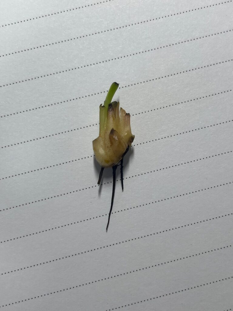 Planting VFT rhizomes?