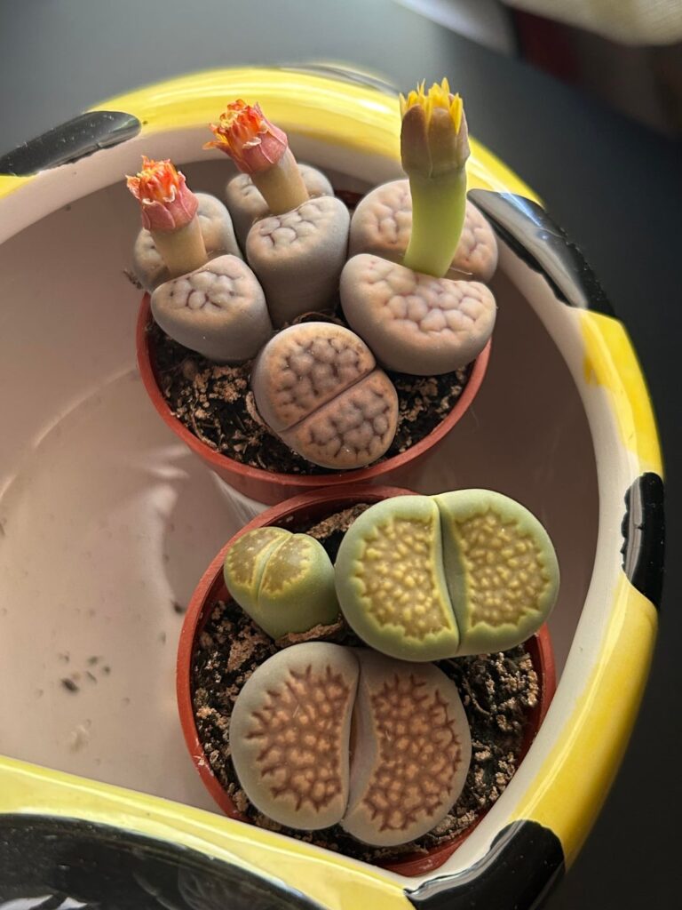 i’ve had these for about a week and i honestly don’t know what to do with them 😭