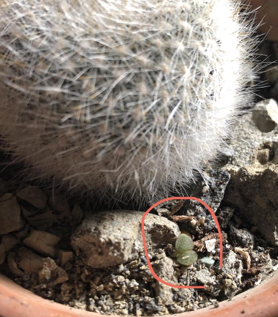 Could this be an lithops seedling ?