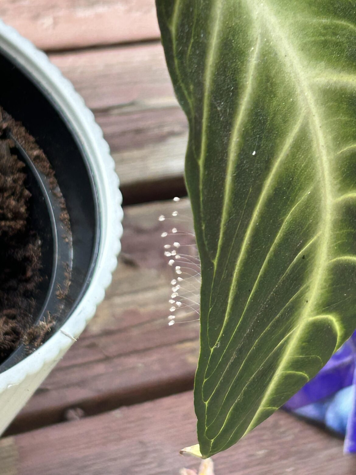 What are those????? What are those?????