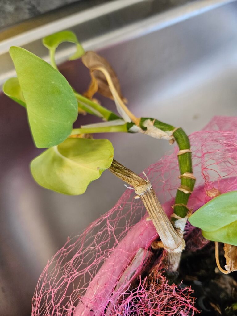 Can this little guy be saved? Can this little guy be saved?